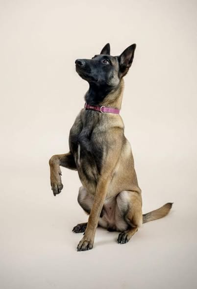 Belgian Malinois