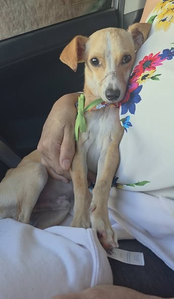 Chihuahua