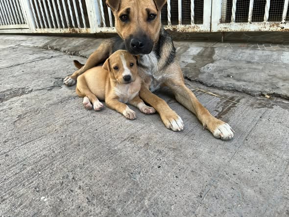 Mixed Breed