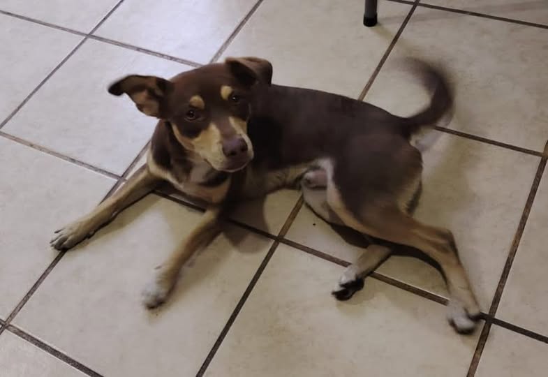 Mixed Breed