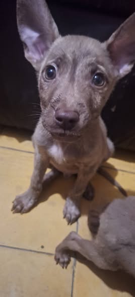Mixed Breed