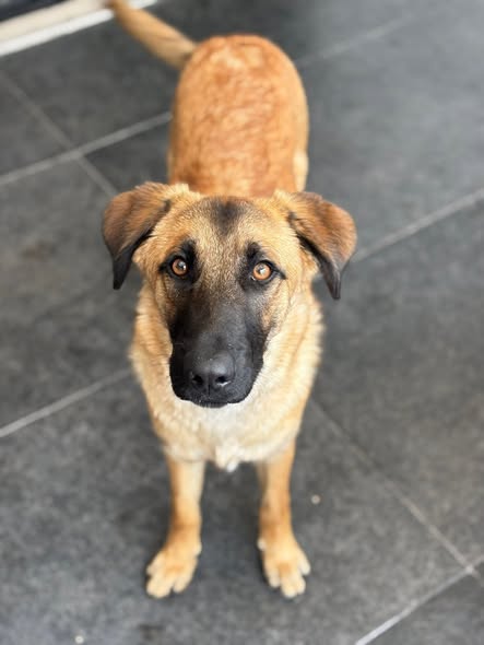 Mixed Breed