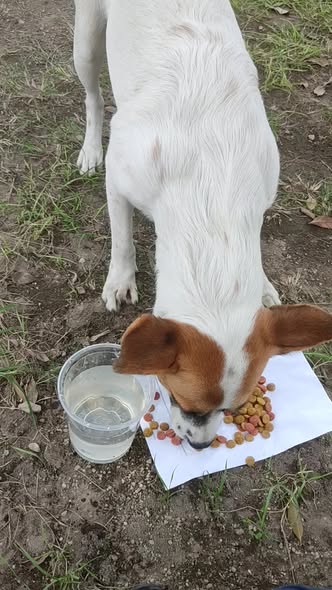 Mixed Breed