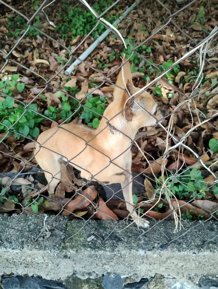 Chihuahua