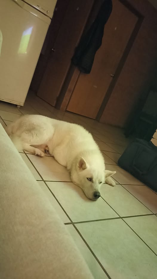 Siberian Husky