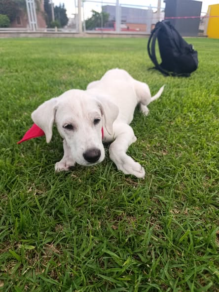 Mixed Breed