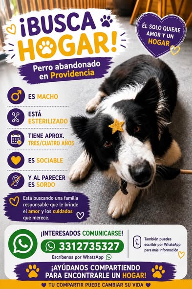 Border Collie