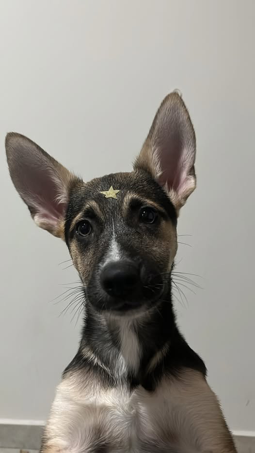 Mixed Breed