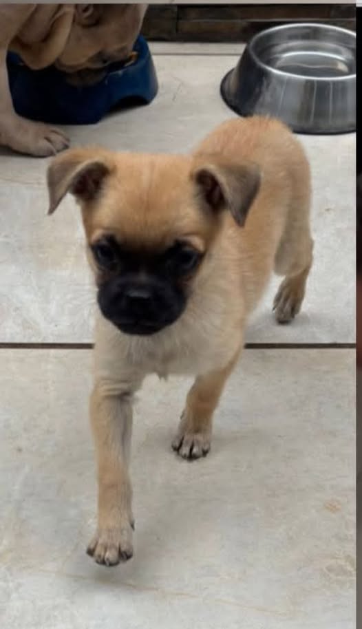 Mixed Breed