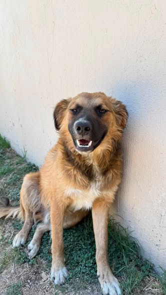 Mixed Breed