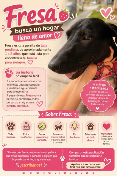 Mixed Breed