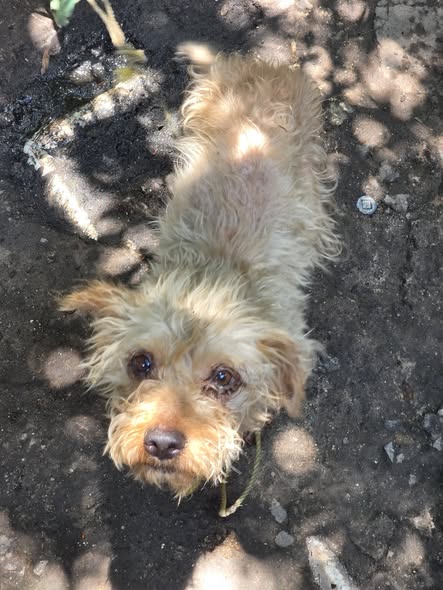 Mixed Breed