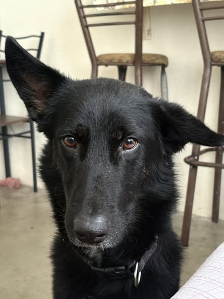 Mixed Breed