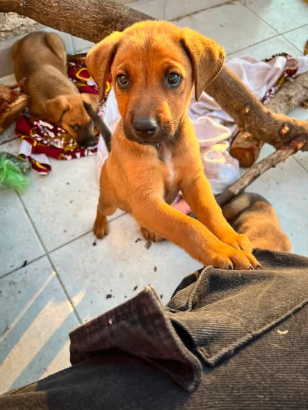 Mixed Breed