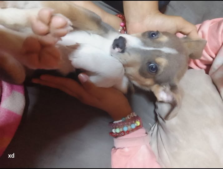 Mixed Breed