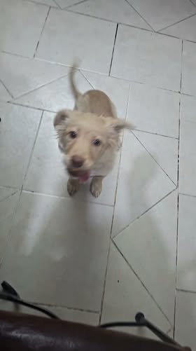 Mixed Breed