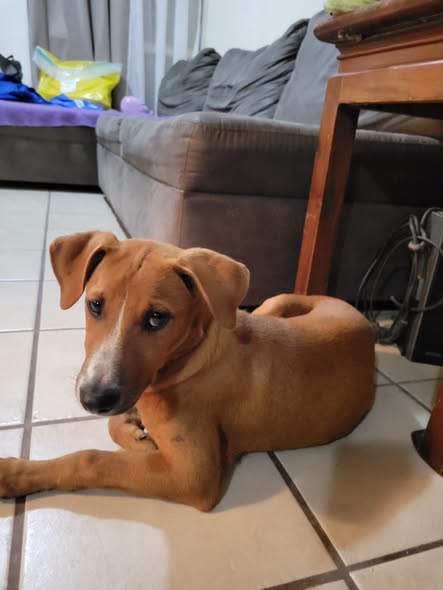Mixed Breed