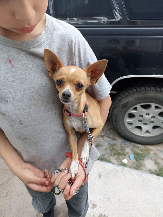 Chihuahua