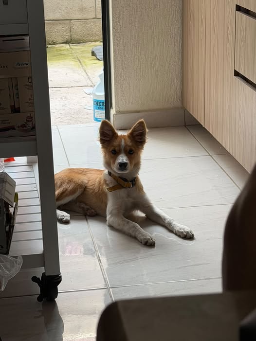Mixed Breed