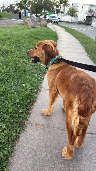 Golden Retriever