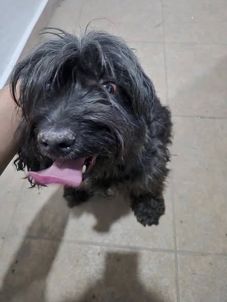Mixed Breed