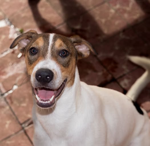 Mixed Breed