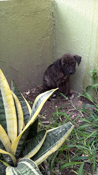 Mixed Breed