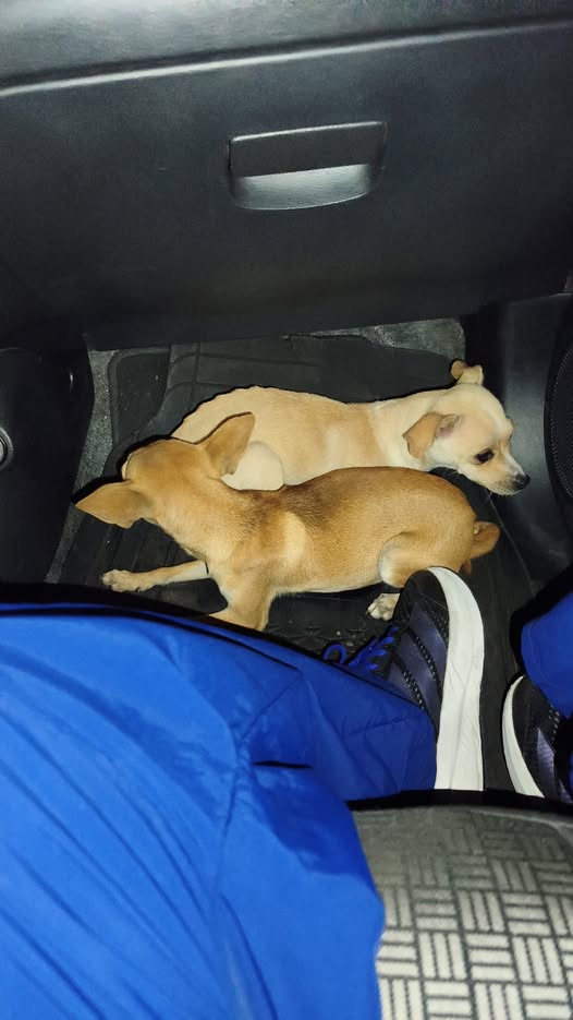 Chihuahua