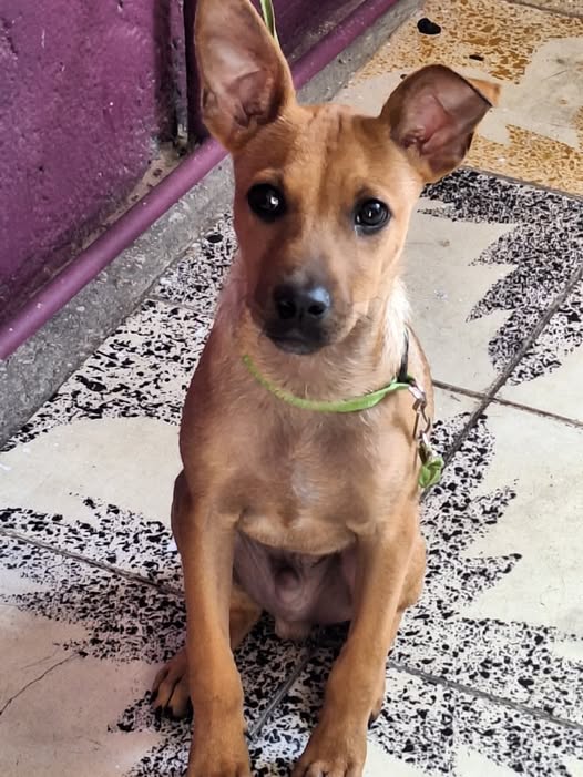 Mixed Breed