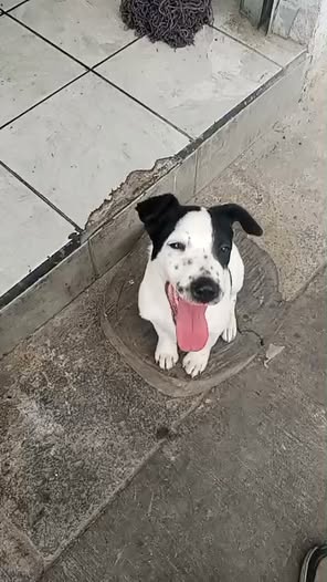 Mixed Breed