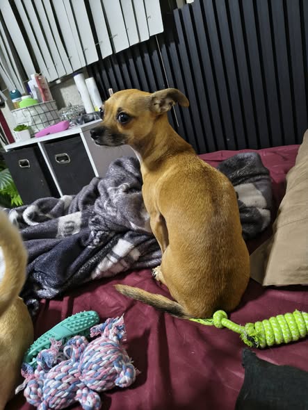Chihuahua