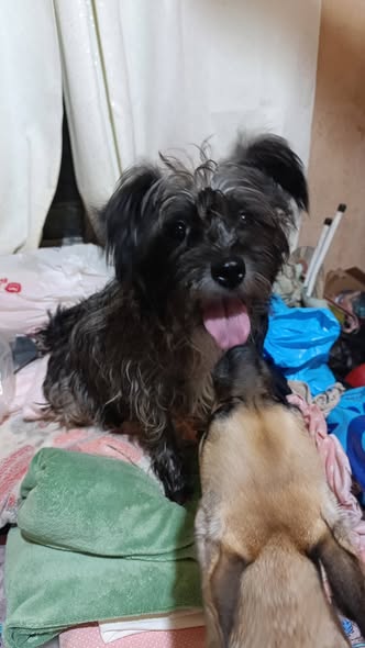 Mixed Breed