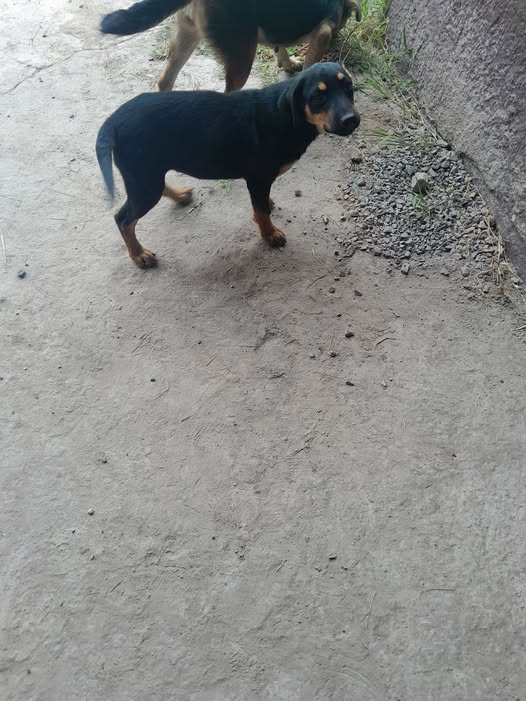 Mixed Breed