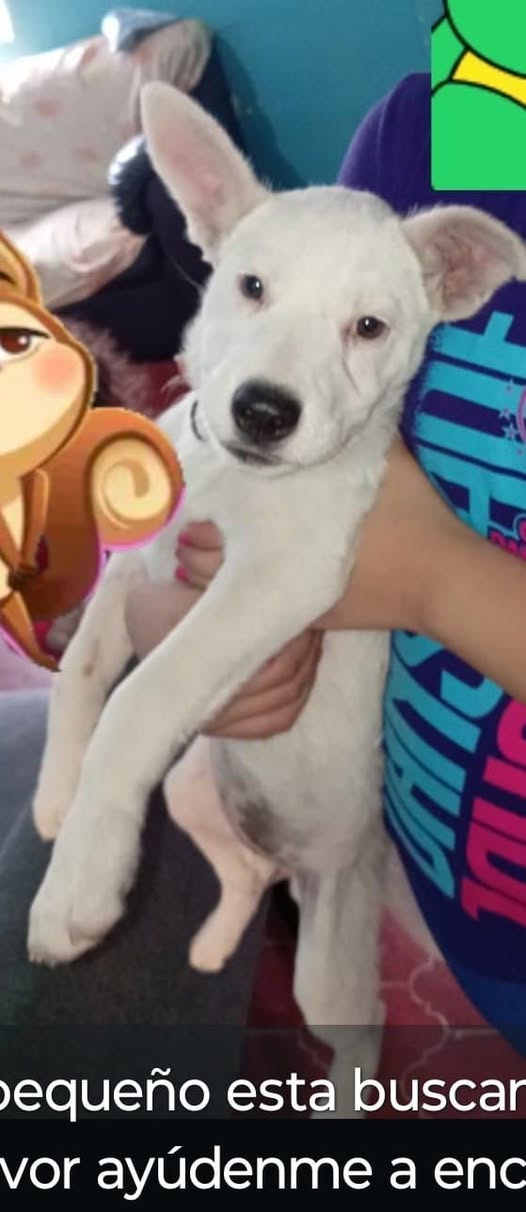 Mixed Breed