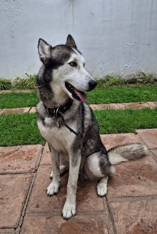 Siberian Husky