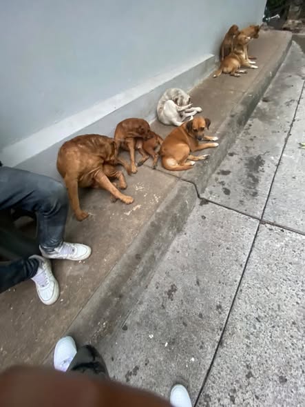 Mixed Breed