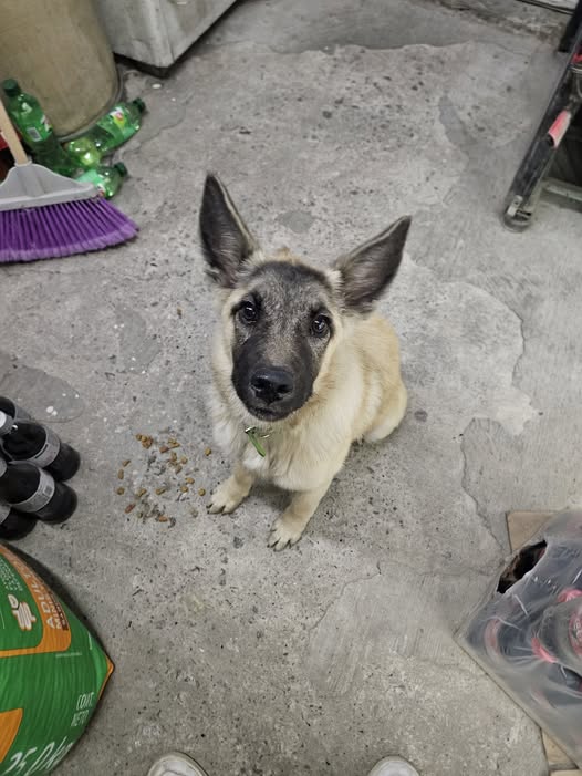 Mixed Breed