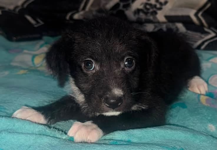 Mixed Breed
