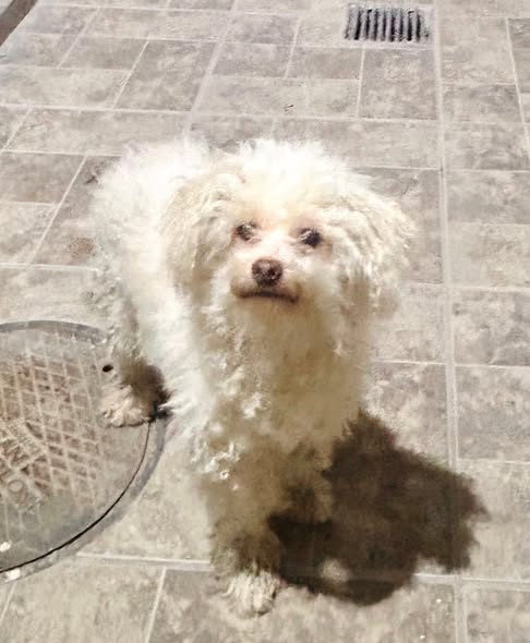 Mixed Breed