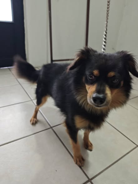 Mixed Breed