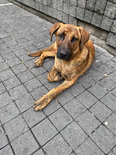 Mixed Breed
