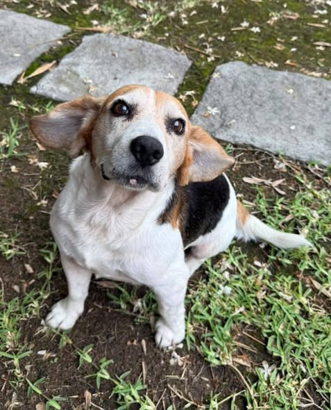 Beagle