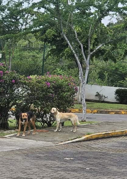 Mixed Breed