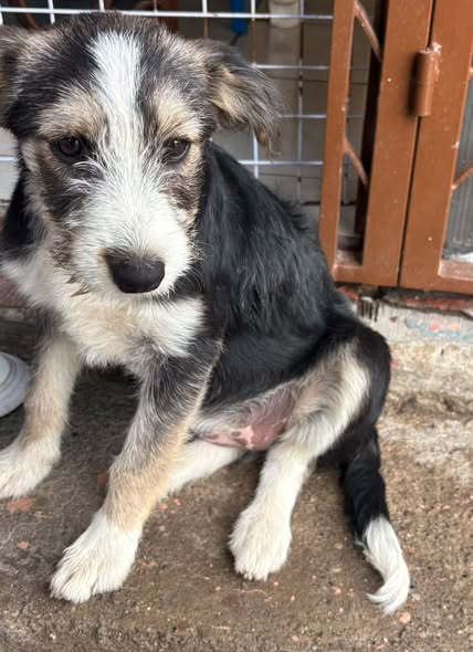 Mixed Breed