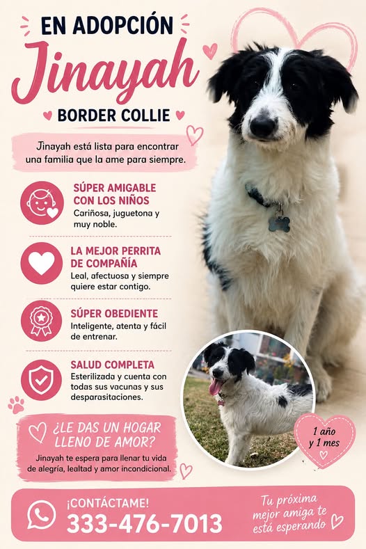Border Collie