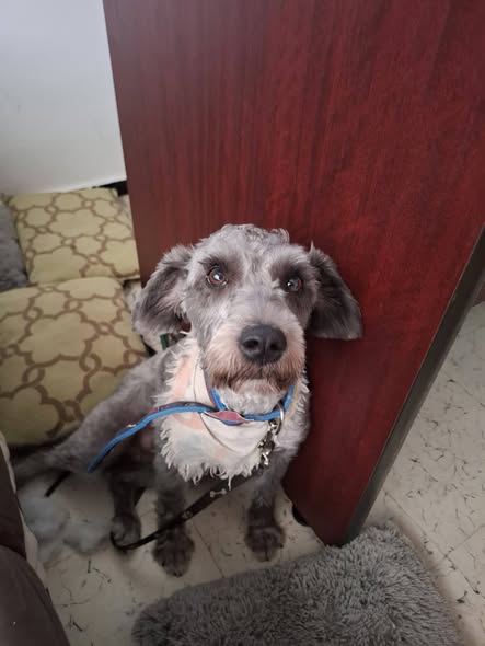 Mixed Breed