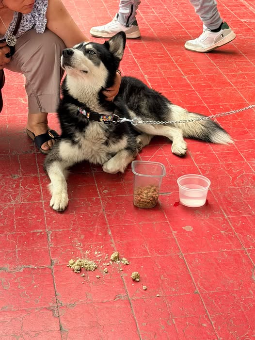 Mixed Breed