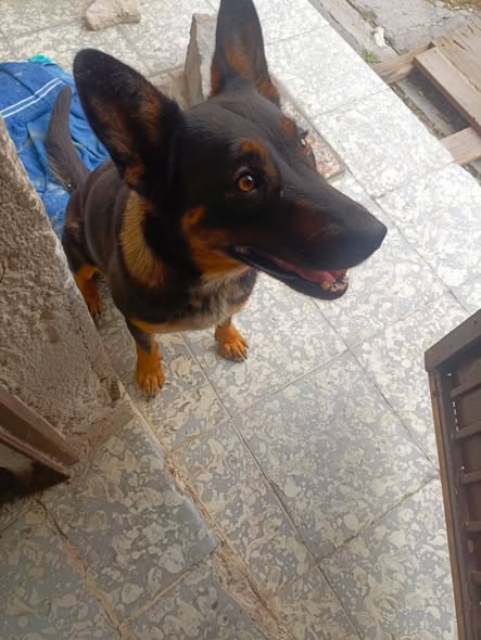 German Shepherd