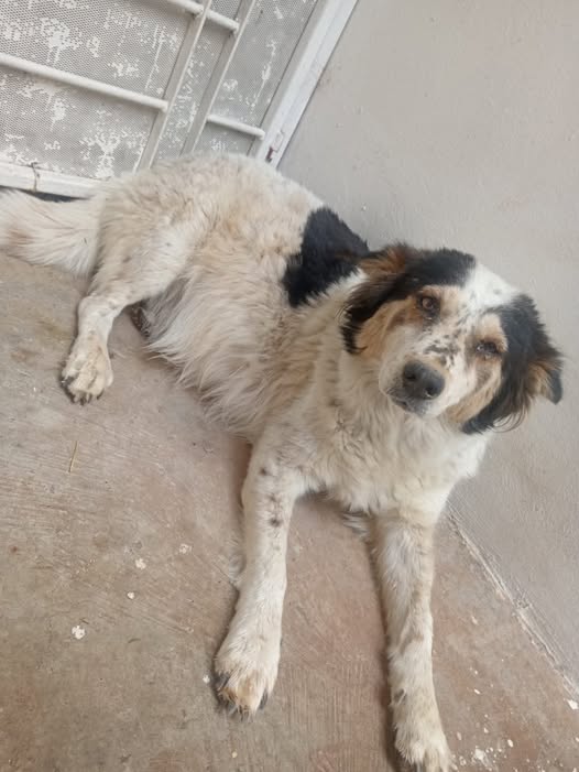 Mixed Breed