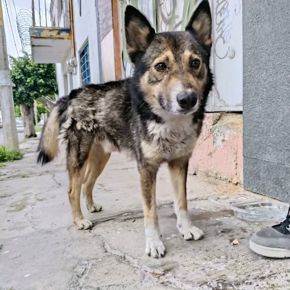 Mixed Breed